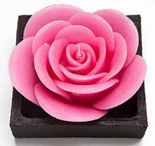 Rosa Espanhola na Caixa